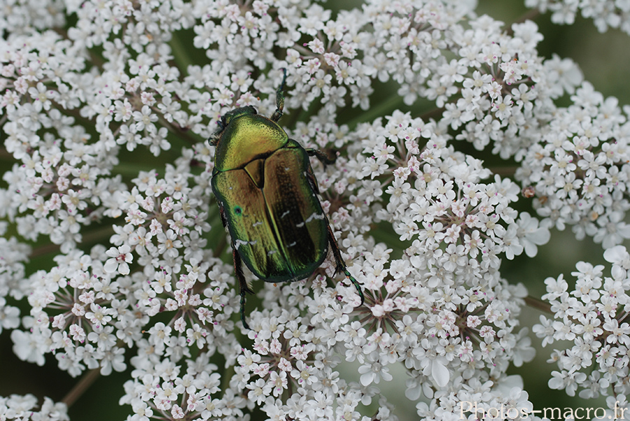 Cetonia aurata